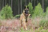 MALINOIS 522